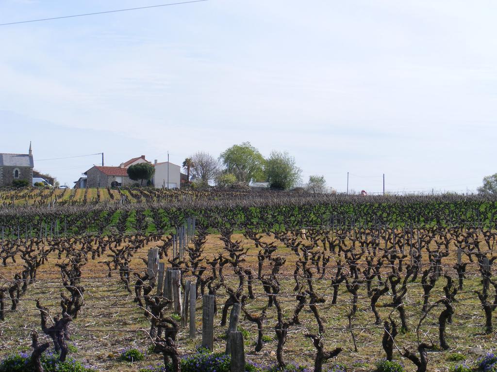 Chambres D'Hotes Vignes Et Loire Drain Bagian luar foto
